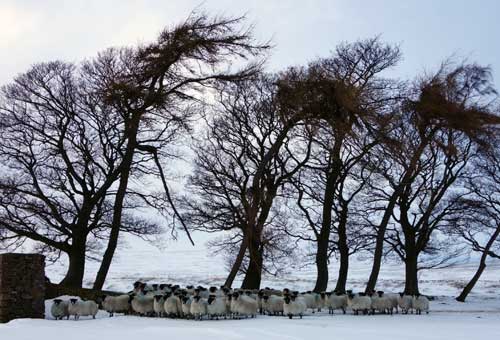 sheeptrees